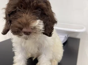 Labradoodle