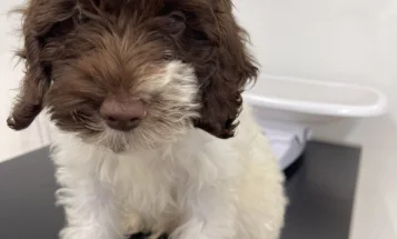 Labradoodle