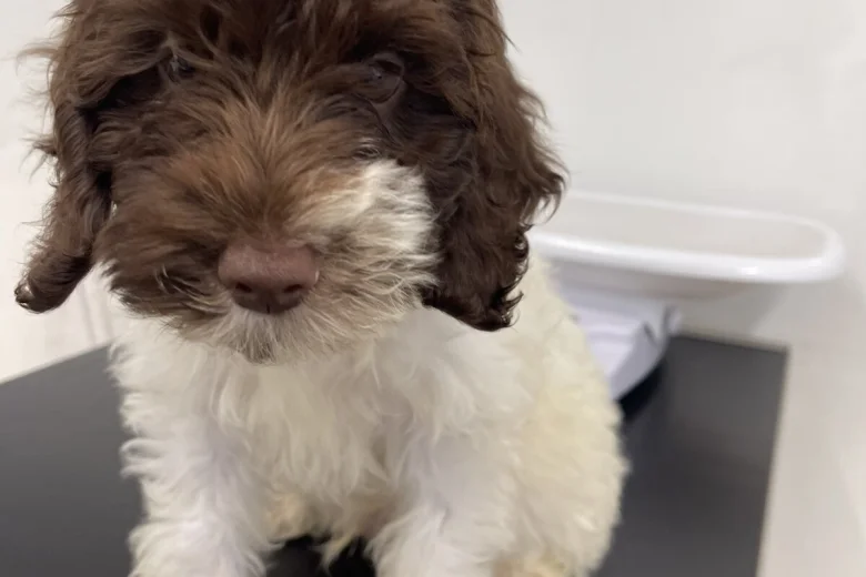 Labradoodle