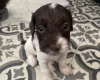 Labradoodle