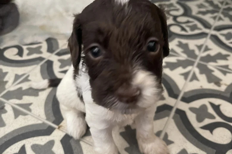 Labradoodle
