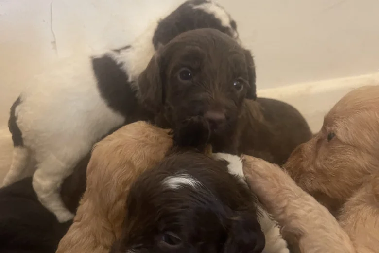 Labradoodle