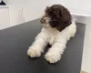 Labradoodle
