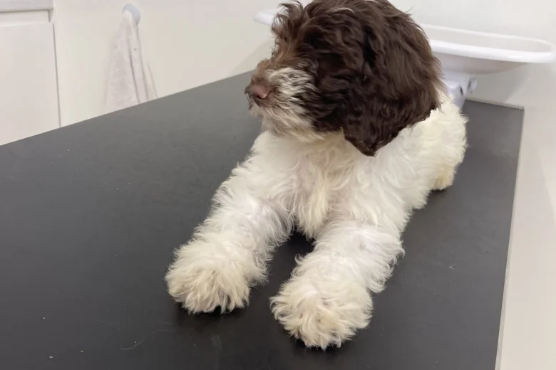 Labradoodle