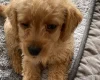 Labradoodle
