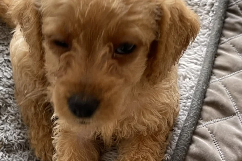 Labradoodle