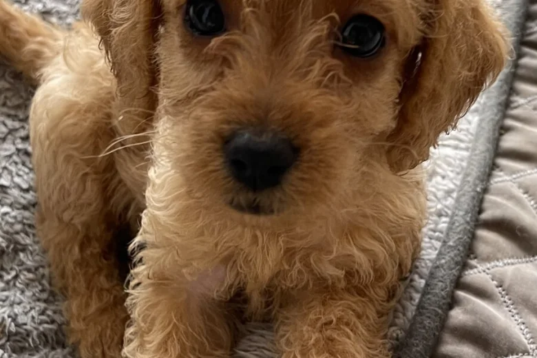 Labradoodle