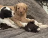 Labradoodle