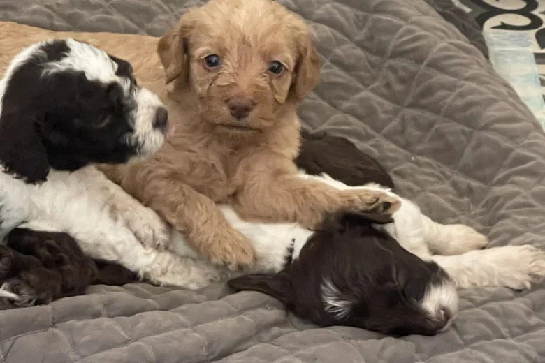Labradoodle