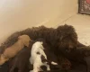 Labradoodle