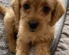 Labradoodle