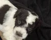 Labradoodle