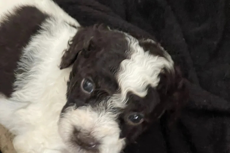 Labradoodle