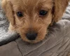 Labradoodle
