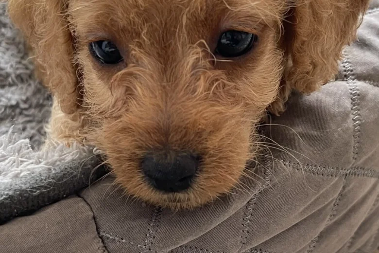 Labradoodle