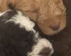 Labradoodle