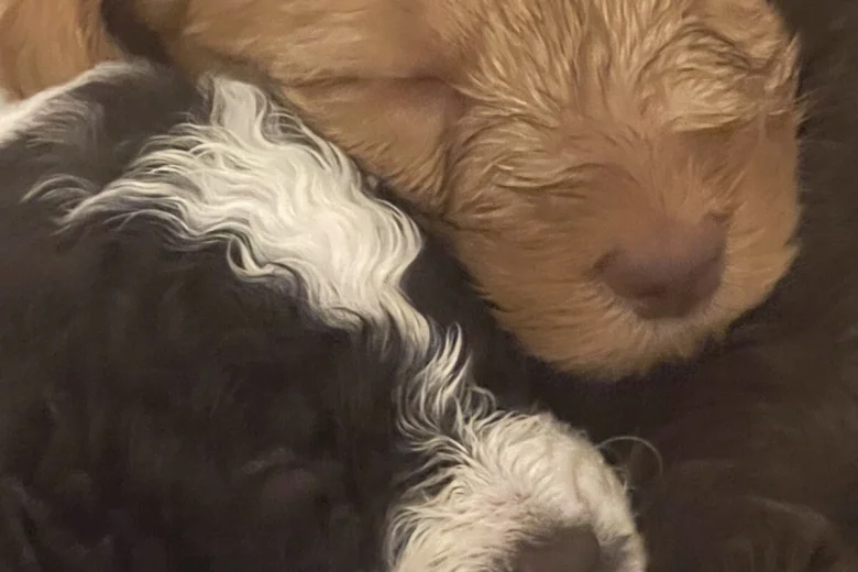 Labradoodle