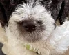 Labradoodle