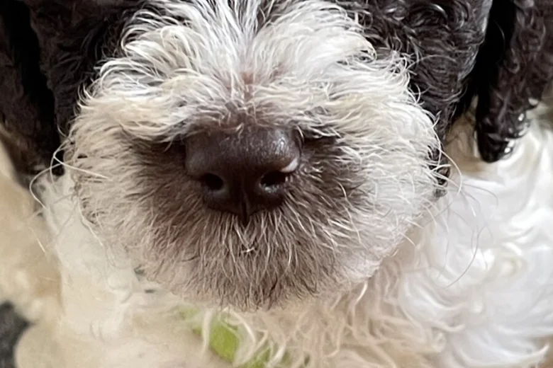 Labradoodle
