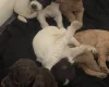 Labradoodle