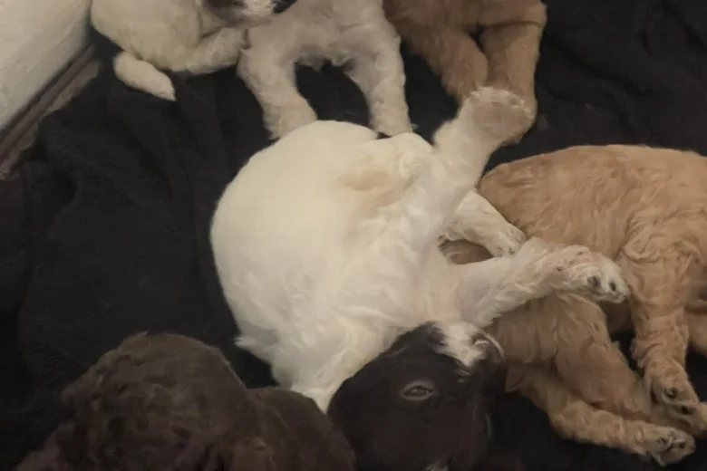 Labradoodle