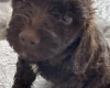 Labradoodle