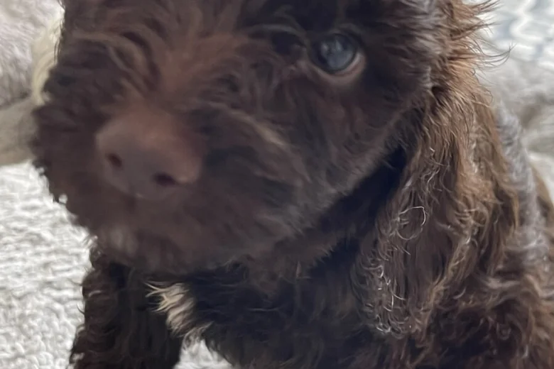 Labradoodle