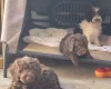 Labradoodle