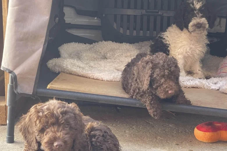 Labradoodle