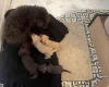 Labradoodle