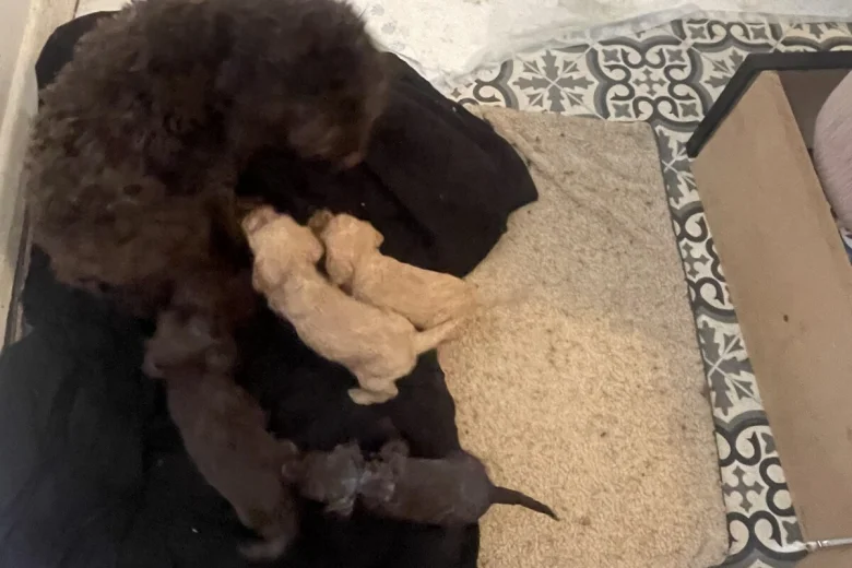 Labradoodle