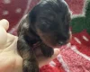 Doxipoo