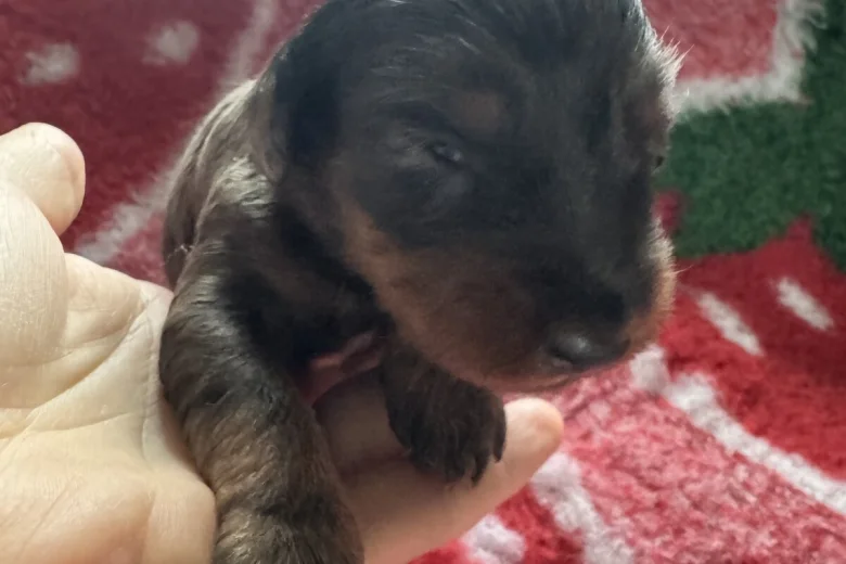 Doxipoo