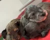 Doxipoo