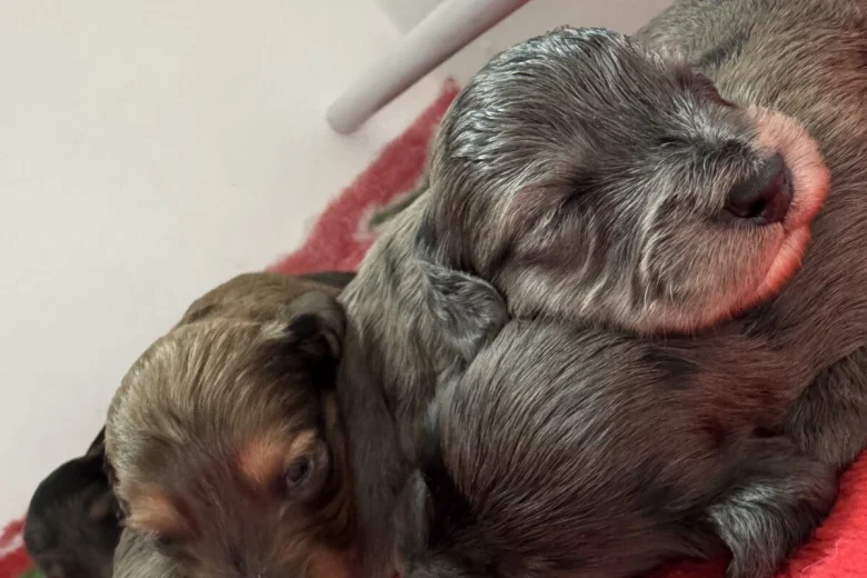 Doxipoo