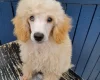 Doxipoo