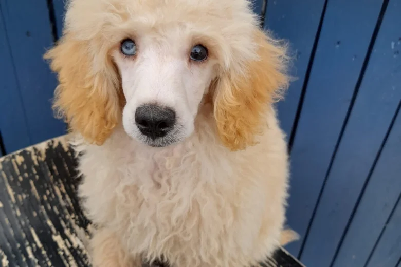 Doxipoo