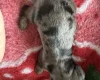 Doxipoo