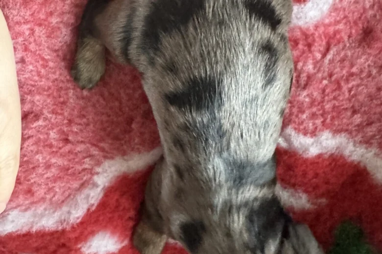 Doxipoo