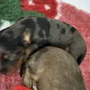 Doxipoo