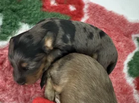 Doxipoo