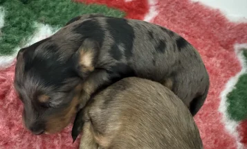 Doxipoo