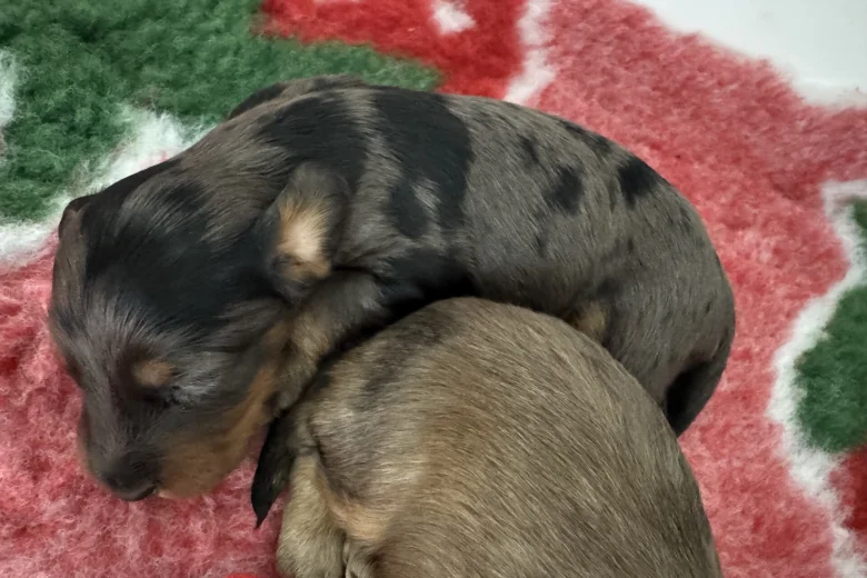 Doxipoo