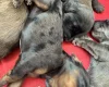 Doxipoo
