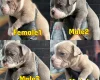 English Bulldog