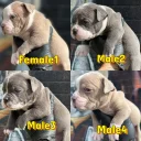 English Bulldog