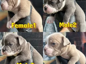 English Bulldog