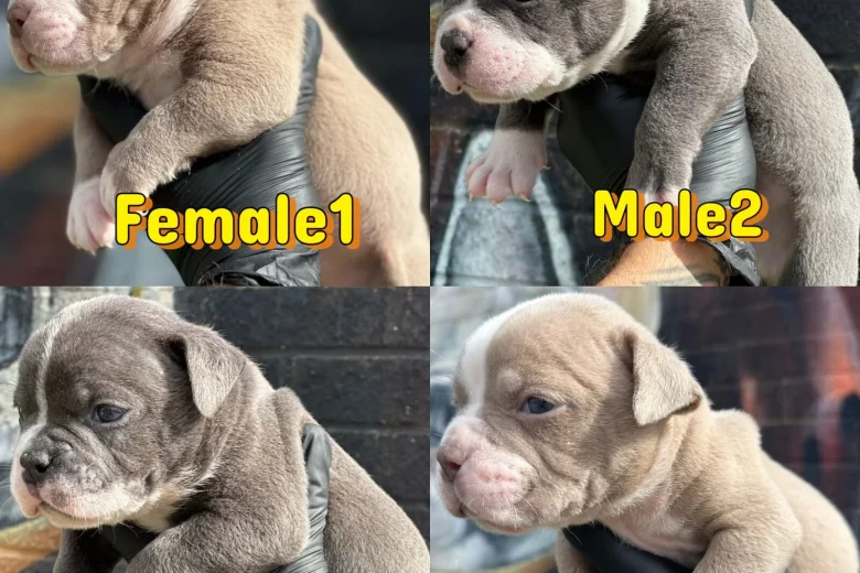 English Bulldog