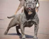 English Bulldog