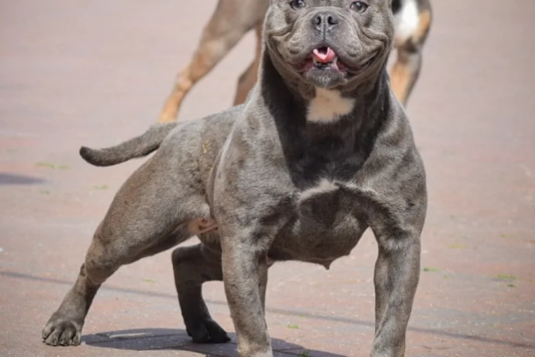 English Bulldog
